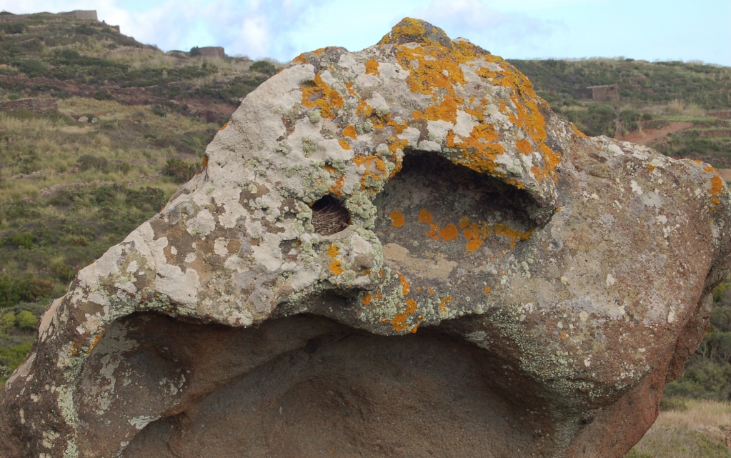 pantelleria - nido di passero solitario in una roccia a contrada Serraglia